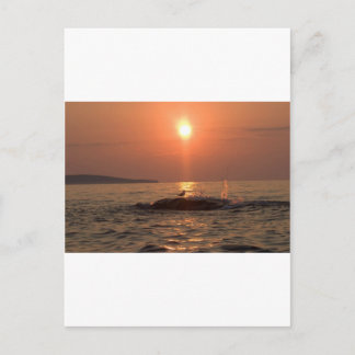 Cartão Postal pássaro