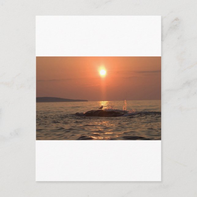 Cartão Postal pássaro (Frente)