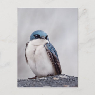 Cartão Postal Pássaro Azul