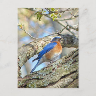 Cartão Postal Pássaro Azul