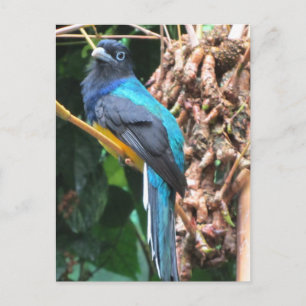 Cartão Postal Pássaro Azul de Cauda Longa