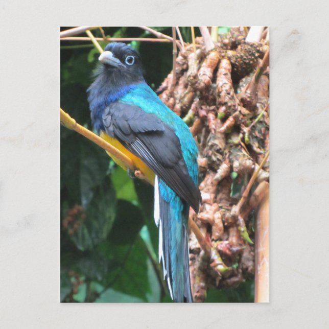 Cartão Postal Pássaro Azul de Cauda Longa (Frente)