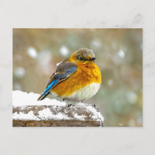 Cartão Postal Pássaro-azul-do-leste na Neve - Fotografia Origina