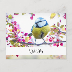 Cartão Postal Pássaro Azul e Amarelo bonito em uma ramificaçã