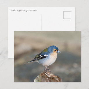 Cartão Postal Pássaro azul Tentilhão da Madeira (Fringilla mader
