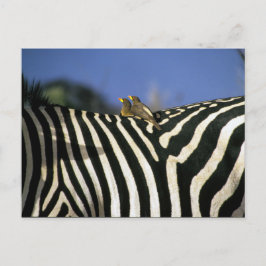 Cartão Postal Pássaro-bicho-da-bico-vermelho em uma Zebra de vol