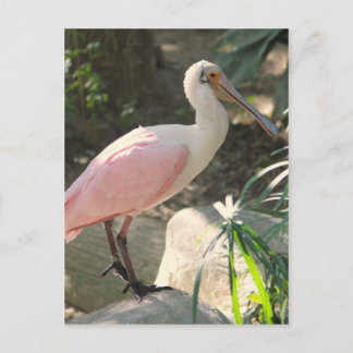 Cartão Postal Pássaro borboleta