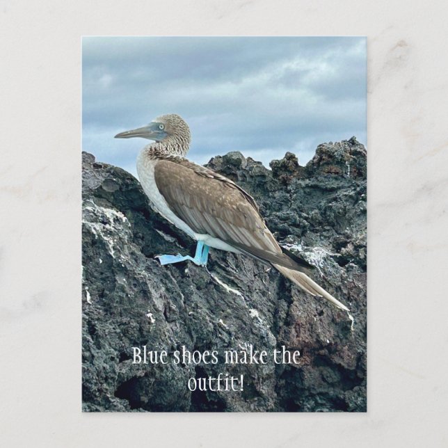 Cartão Postal Pássaro Calçado Azul (Frente)