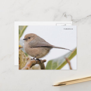 Cartão Postal Pássaro Canoro Adorável no Galho da Pereira