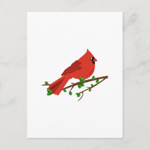 Cartão Postal Pássaro Cardinal