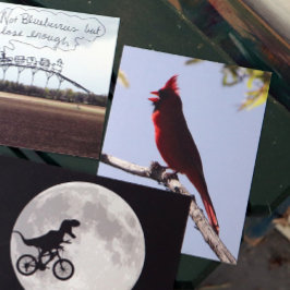 Cartão Postal Pássaro Cardinal do Norte Vermelho