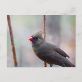 Cartão Postal Pássaro Cardinal feminino