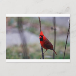 Cartão Postal Pássaro Cardinal Macho