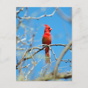 Cartão Postal Pássaro Cardinal Masculino