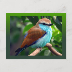 Cartão Postal Pássaro Colorido