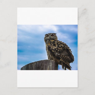 Cartão Postal Pássaro Coruja Penas Animal Nature Destino Paz Amo