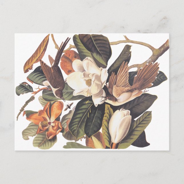 Cartão Postal Pássaro Cuckoo Negro Cobrado (Frente)