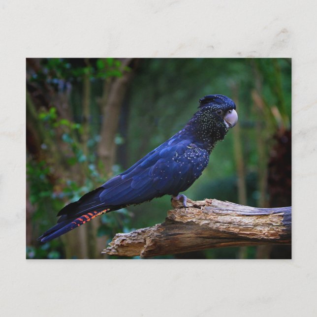 Cartão Postal Pássaro-da-batuta (Frente)