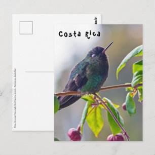 Cartão Postal Pássaro da Costa Rica - Pássaro Hummingbird com 