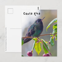 Pássaro da Costa Rica - Pássaro Hummingbird com ga