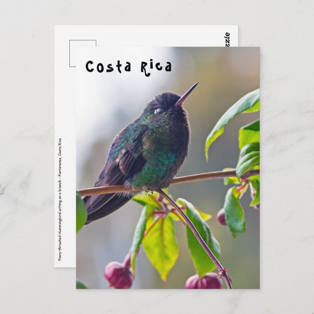 Cartão Postal Pássaro da Costa Rica - Pássaro Hummingbird com ga (Frente/Verso)
