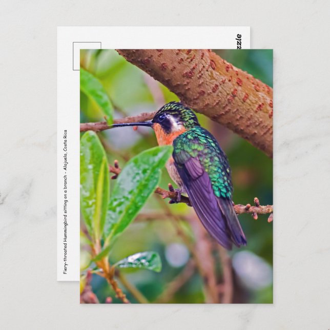 Cartão Postal Pássaro da Costa Rica - Pássaro Hummingbird com ga (Frente/Verso)