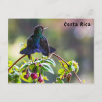 Pássaro da Costa Rica - Pássaro Hummingbird com ga