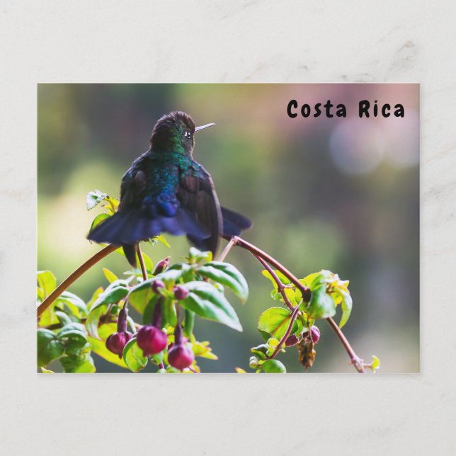 Cartão Postal Pássaro da Costa Rica - Pássaro Hummingbird com ga (Frente)