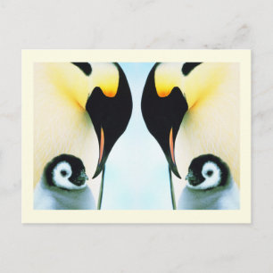 Cartão Postal Pássaro da família dos pinguins