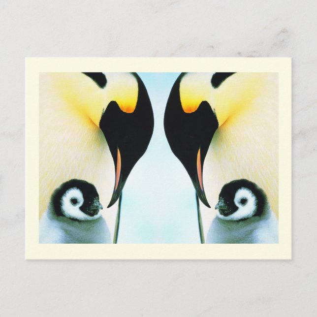 Cartão Postal Pássaro da família dos pinguins (Frente)