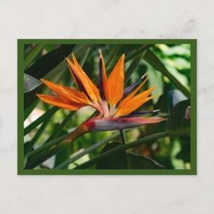 Cartão Postal Pássaro da flor do paraíso