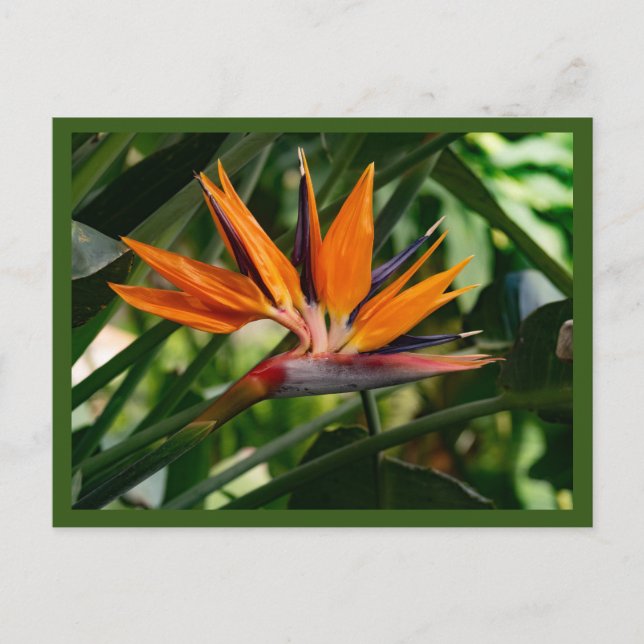 Cartão Postal Pássaro da flor do paraíso (Frente)