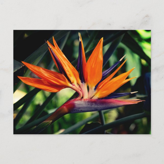 Cartão Postal Pássaro da flor do paraíso. (Frente)