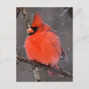 Cartão Postal Pássaro da Neve