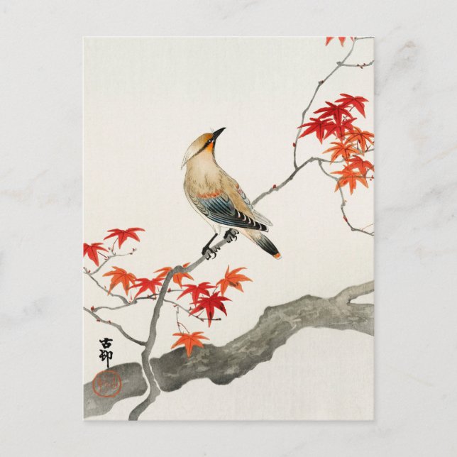Cartão Postal Pássaro da Peste Japonesa em Maple por Ohara Koson (Frente)