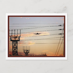 Cartão Postal Pássaro de Guerra