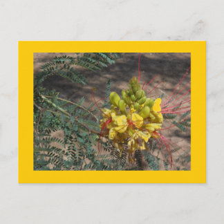 CARTÃO POSTAL PÁSSARO DE PARAÍSO