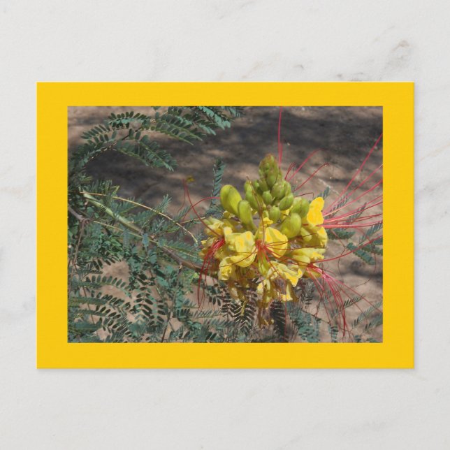 CARTÃO POSTAL PÁSSARO DE PARAÍSO (Frente)