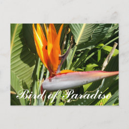Cartão Postal Pássaro de paraíso