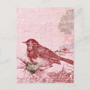 Cartão Postal Pássaro do Amor Rosa