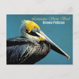 Cartão Postal Pássaro do Estado da Louisiana - Pelicano Brown
