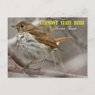 Cartão Postal Pássaro do Estado da Vermont: Hermit Thrush