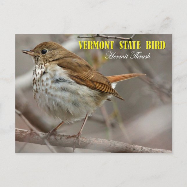 Cartão Postal Pássaro do Estado da Vermont: Hermit Thrush (Frente)