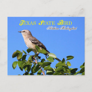 Cartão Postal Pássaro do Estado do Texas - Norte Mockingbird