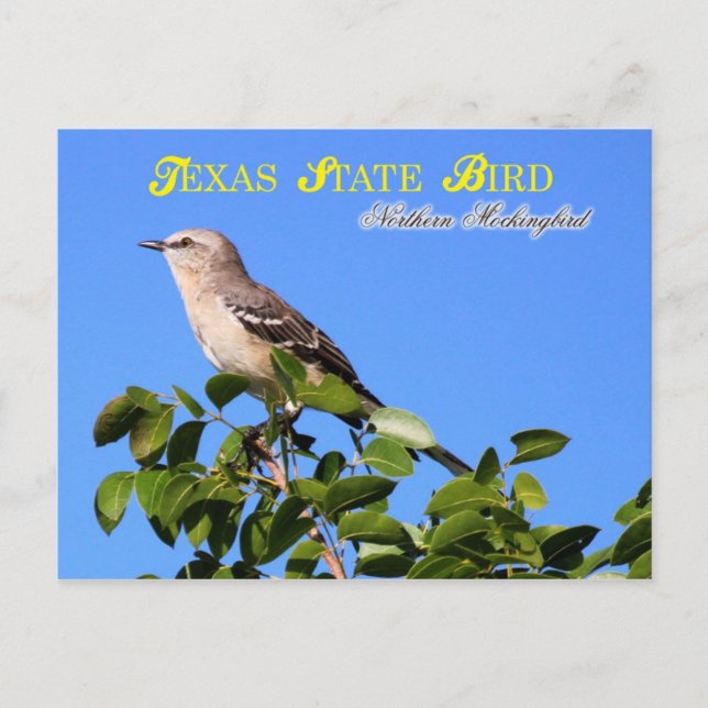 Cartão Postal Pássaro do Estado do Texas - Norte Mockingbird (Frente)