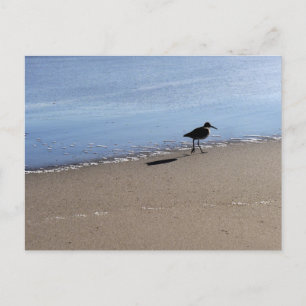 Cartão Postal Pássaro-do-mar na fotografia da praia