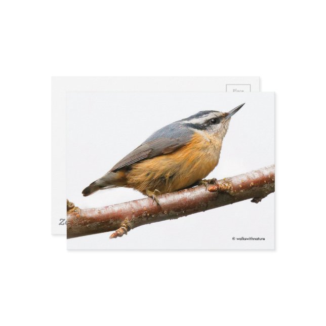 Cartão Postal Pássaro-do-mato-vermelho na ramificação (Frente/Verso In Situ)