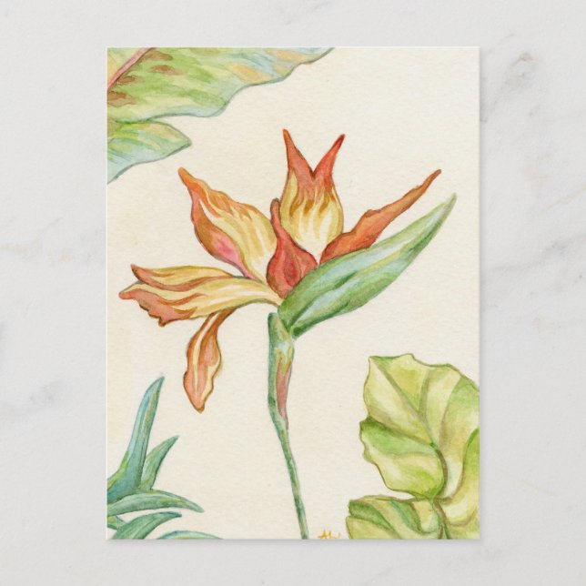 Cartão Postal Pássaro do Paraíso (Frente)