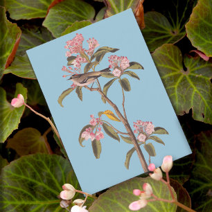 Cartão Postal Pássaro-do-rei Cuvier de Audubon em Calico-Bus co