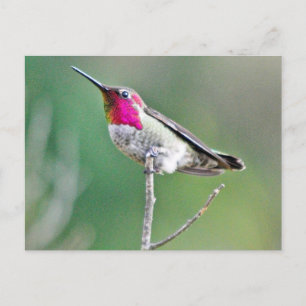 Cartão Postal Pássaro-do-sol